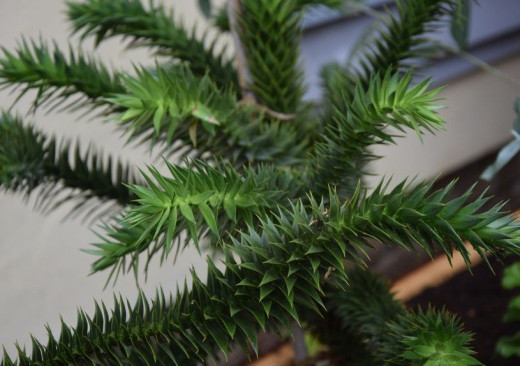 Jehličnany Austrálie