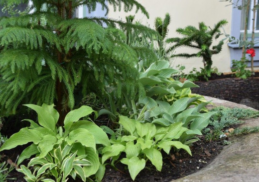 Jehličnany Jižní Ameriky