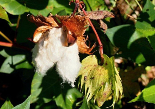 Užitkové rostliny Afriky