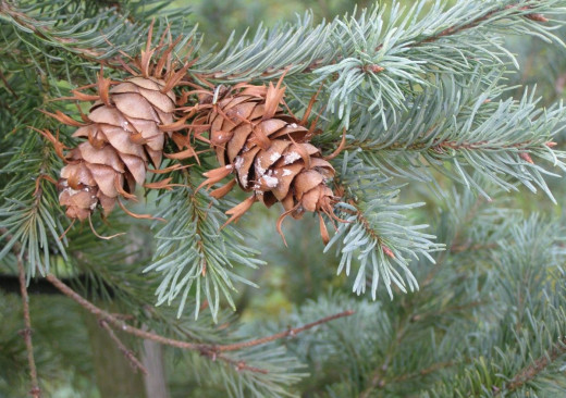 Jehličnany Severní Ameriky